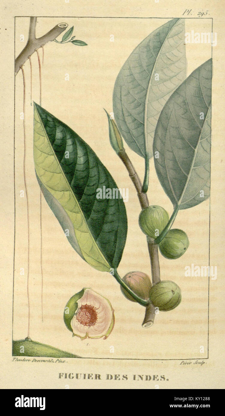 "Flore médicale des Antilles, ou, Traité des plantes usuelles" è un'opera botanica completa che illustra dettagliatamente le piante medicinali delle Antille, fornendo informazioni sui loro usi e benefici. Foto Stock