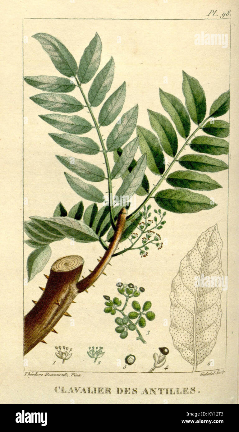 La piastra 98 di *Flore médicale des Antilles* fornisce illustrazioni botaniche di piante con usi medicinali nei Caraibi, sottolineando il loro ruolo nelle pratiche erboristiche e nei metodi di guarigione tradizionali della regione. Foto Stock