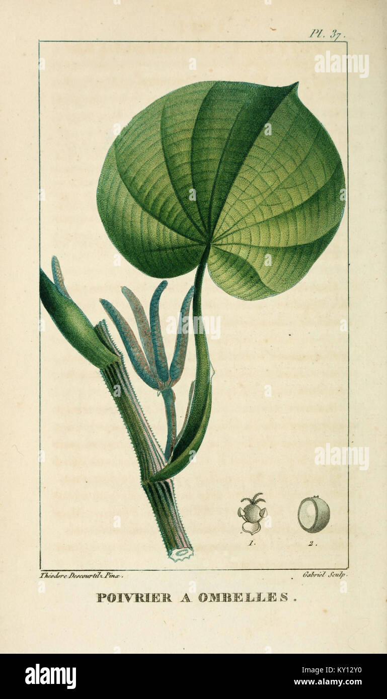Il piatto 37 di "Flore pittoresque et médicale des Antilles" illustra una pianta medicinale originaria dei Caraibi, con i dettagli delle sue caratteristiche botaniche. Foto Stock