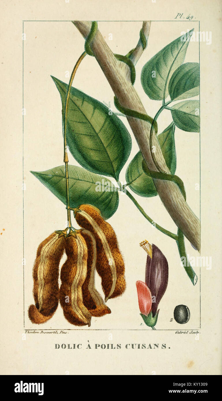 Il piatto 49 di "Flore pittoresque et médicale des Antilles" illustra una pianta medicinale originaria dei Caraibi, con i dettagli delle sue caratteristiche botaniche. Foto Stock