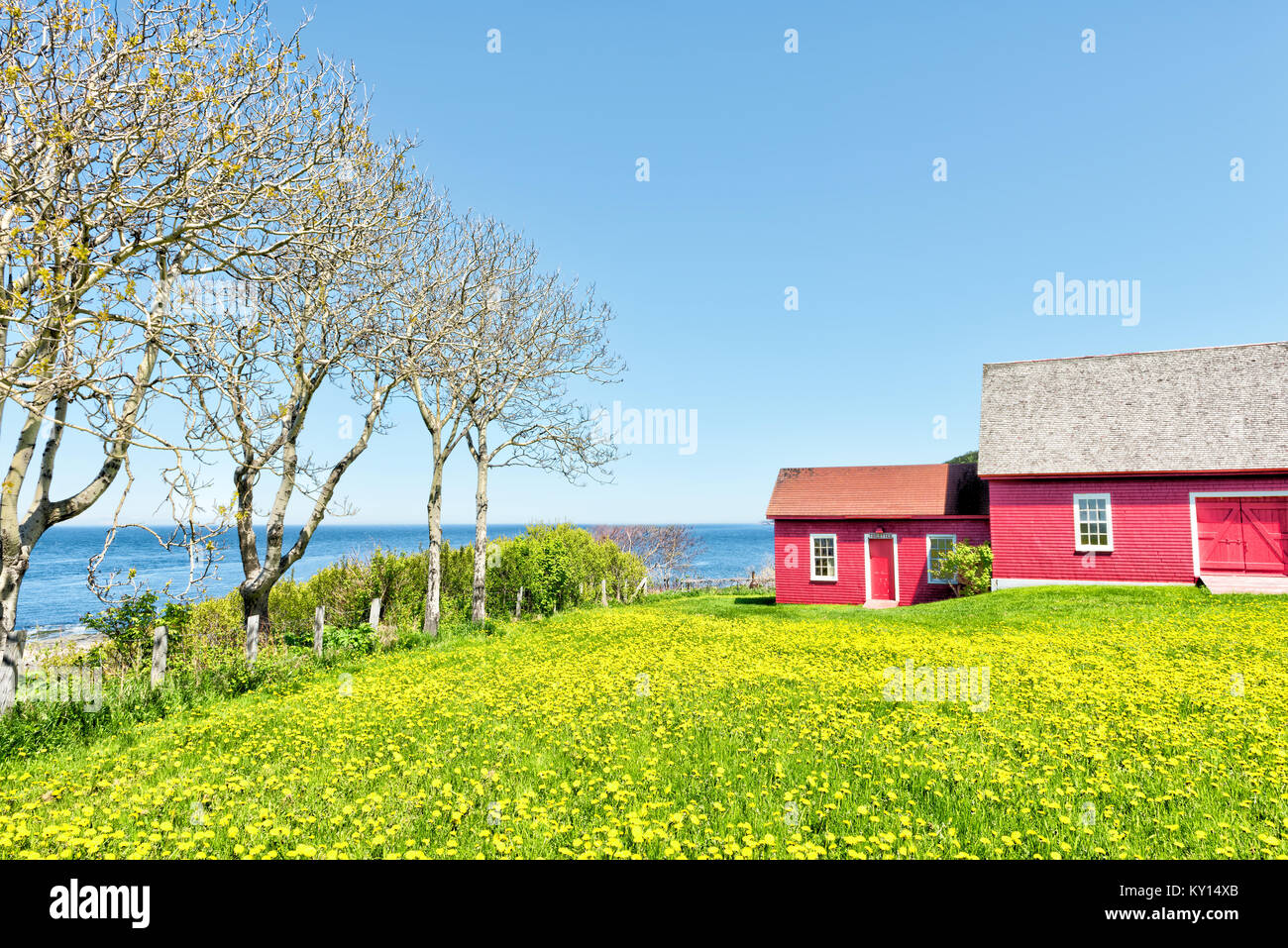 Dipinto di rosso capannone con il giallo dei fiori di tarassaco e vista del fiume San Lorenzo a La Martre nel Gaspe Peninsula, Quebec, Canada, regione Gaspesie Foto Stock