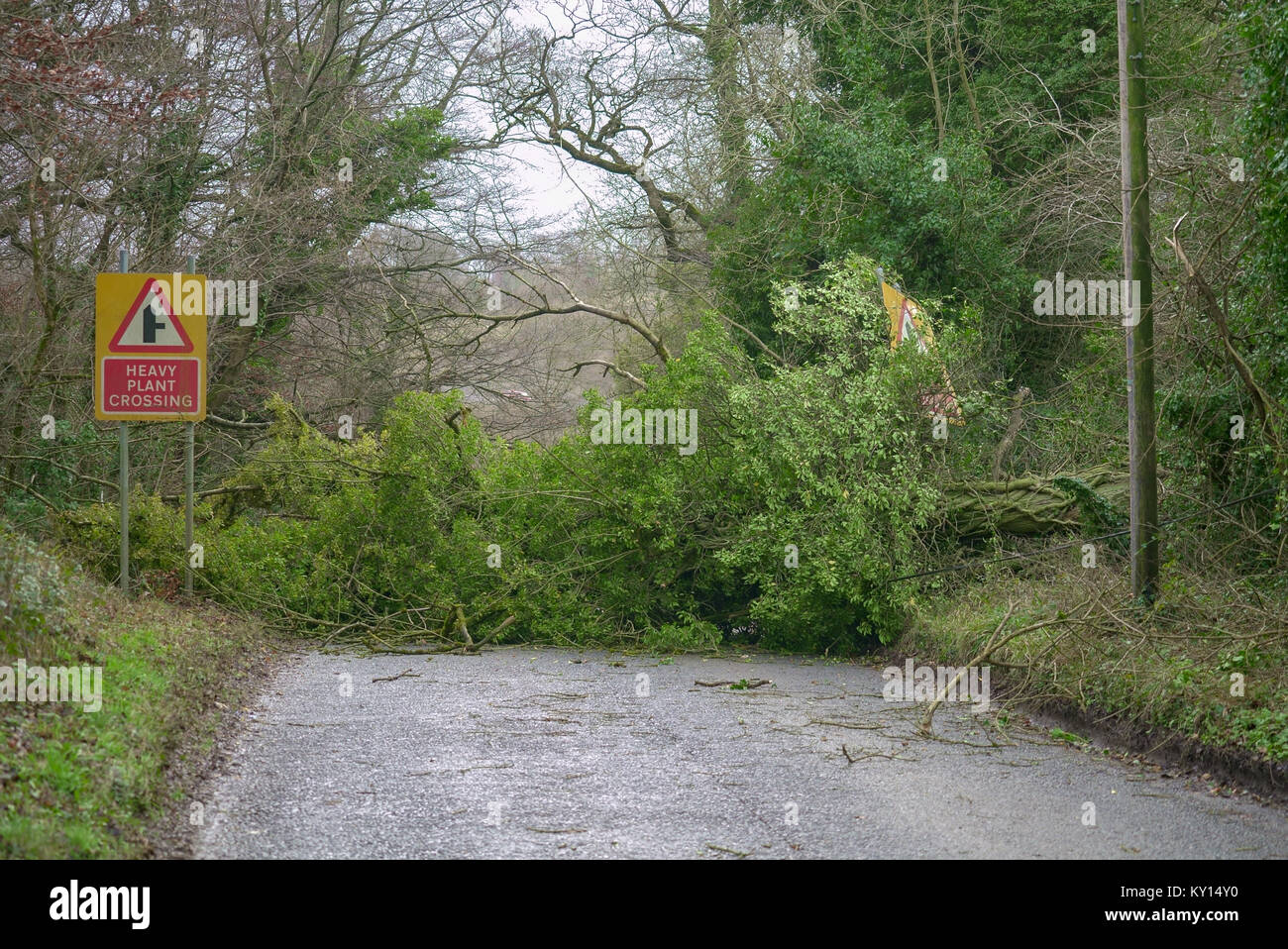 Tempesta postumi di alberi caduti paese di bloccaggio lato strada Foto Stock