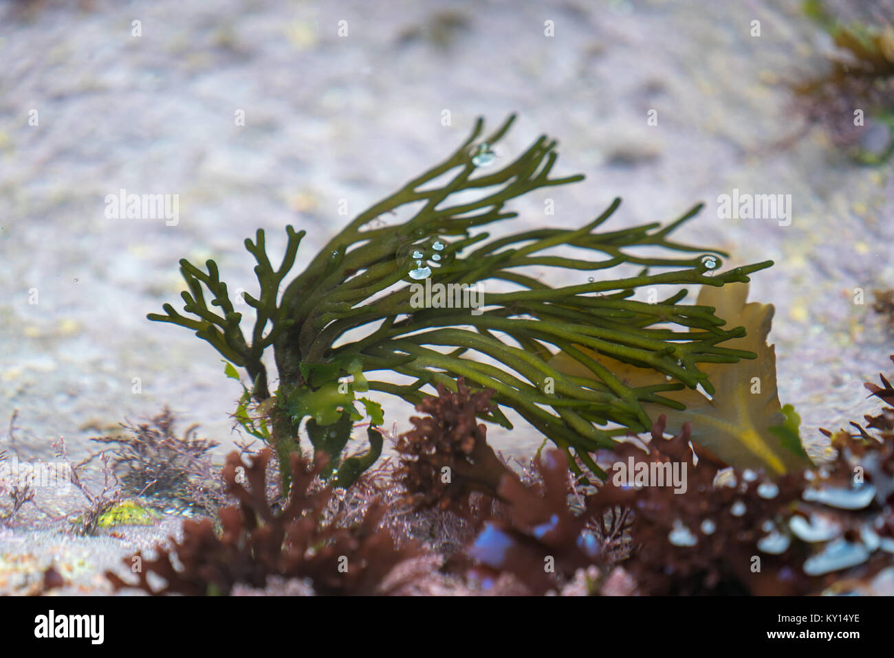 Cuore di alghe rosse, Codium fragile, Fissurellidae, Fissurellidae e lotti di Amore sulla Terra del fine granito (2 di 5) Foto Stock