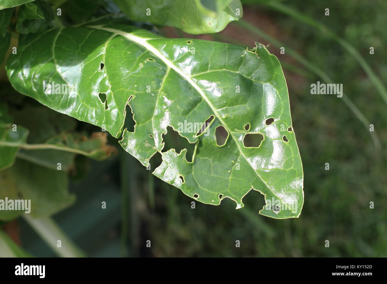 Homegrown cavolo cinese o pak choi leaf mangiato da bug Foto Stock