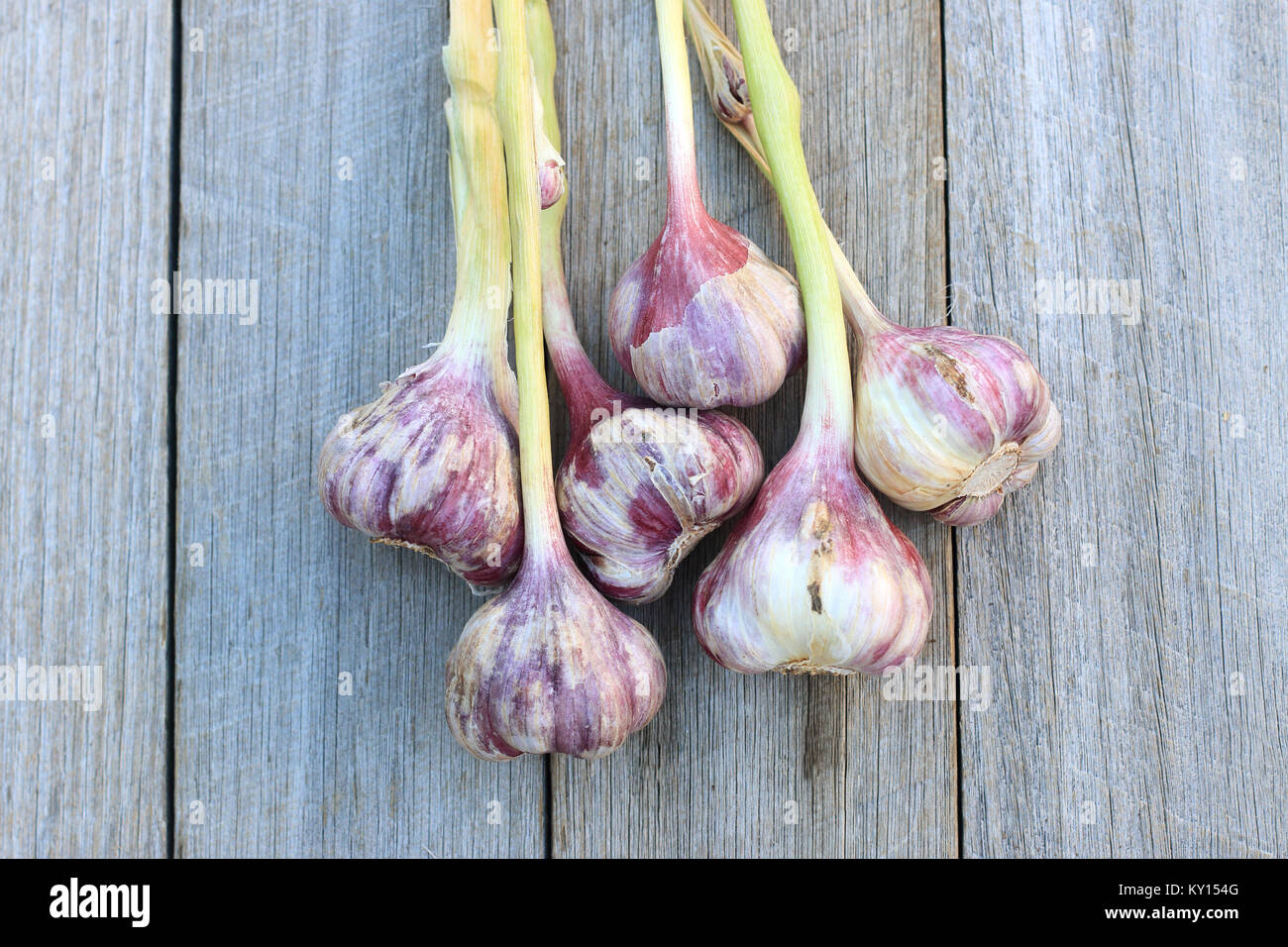 Appena raccolto Allium sativum o noto come bulbi di aglio su sfondo di legno Foto Stock