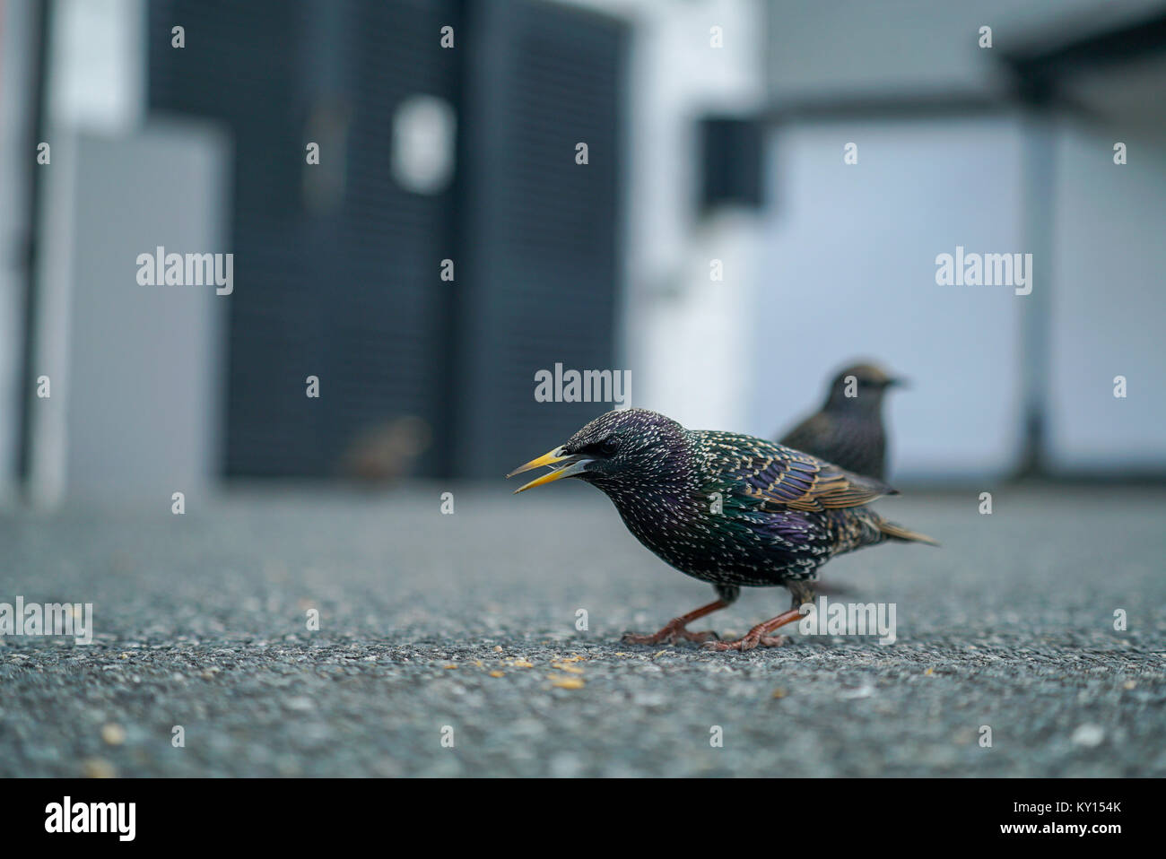 Comune alimentazione starling al Land's End, Cornwall, Regno Unito 1 di 5 Foto Stock