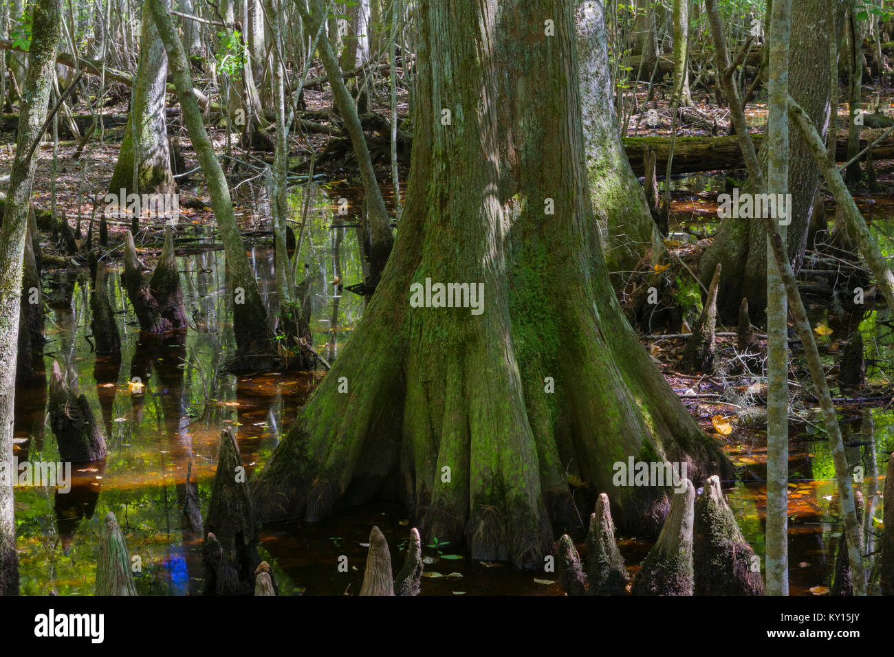 Alberi che crescono in acqua Beidler foresta, Carolina del Sud Foto Stock