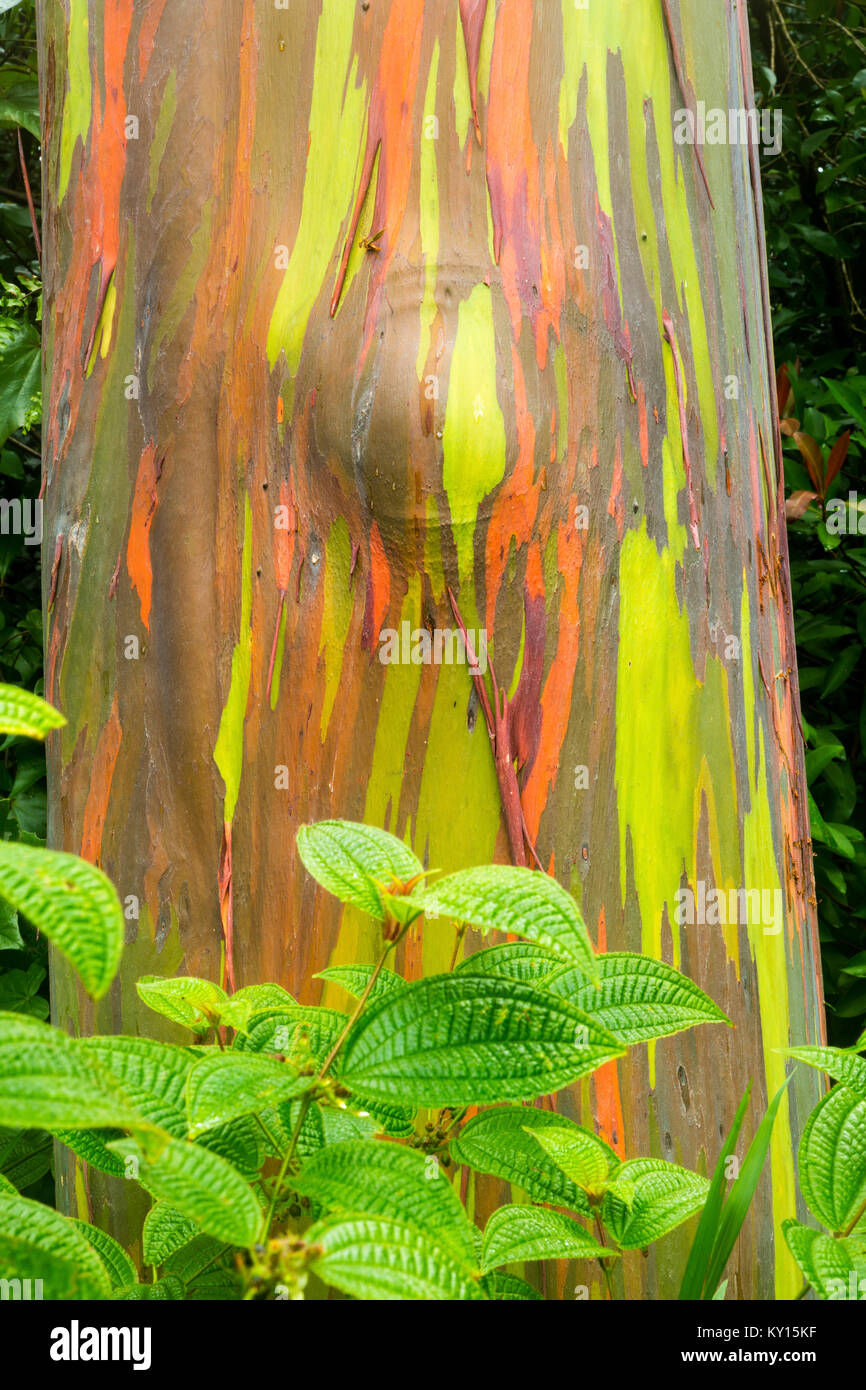 Rainbow eucalipto (Eucalyptus deglupta Foto stock Alamy