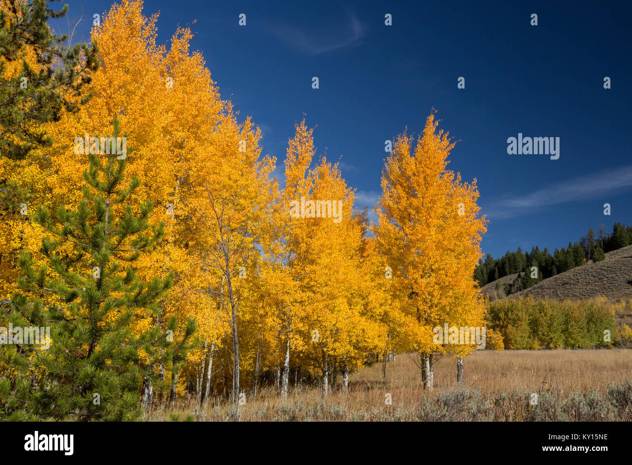 Vacilla Aspen (Populus tremuloides) nel Parco Nazionale di Grand Teton, Wyoming Foto Stock