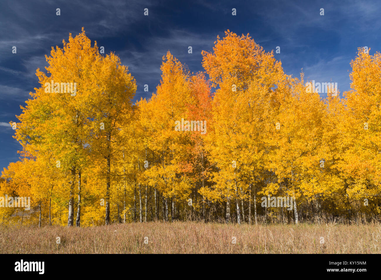 Vacilla Aspen (Populus tremuloides) nel Parco Nazionale di Grand Teton, Wyoming Foto Stock
