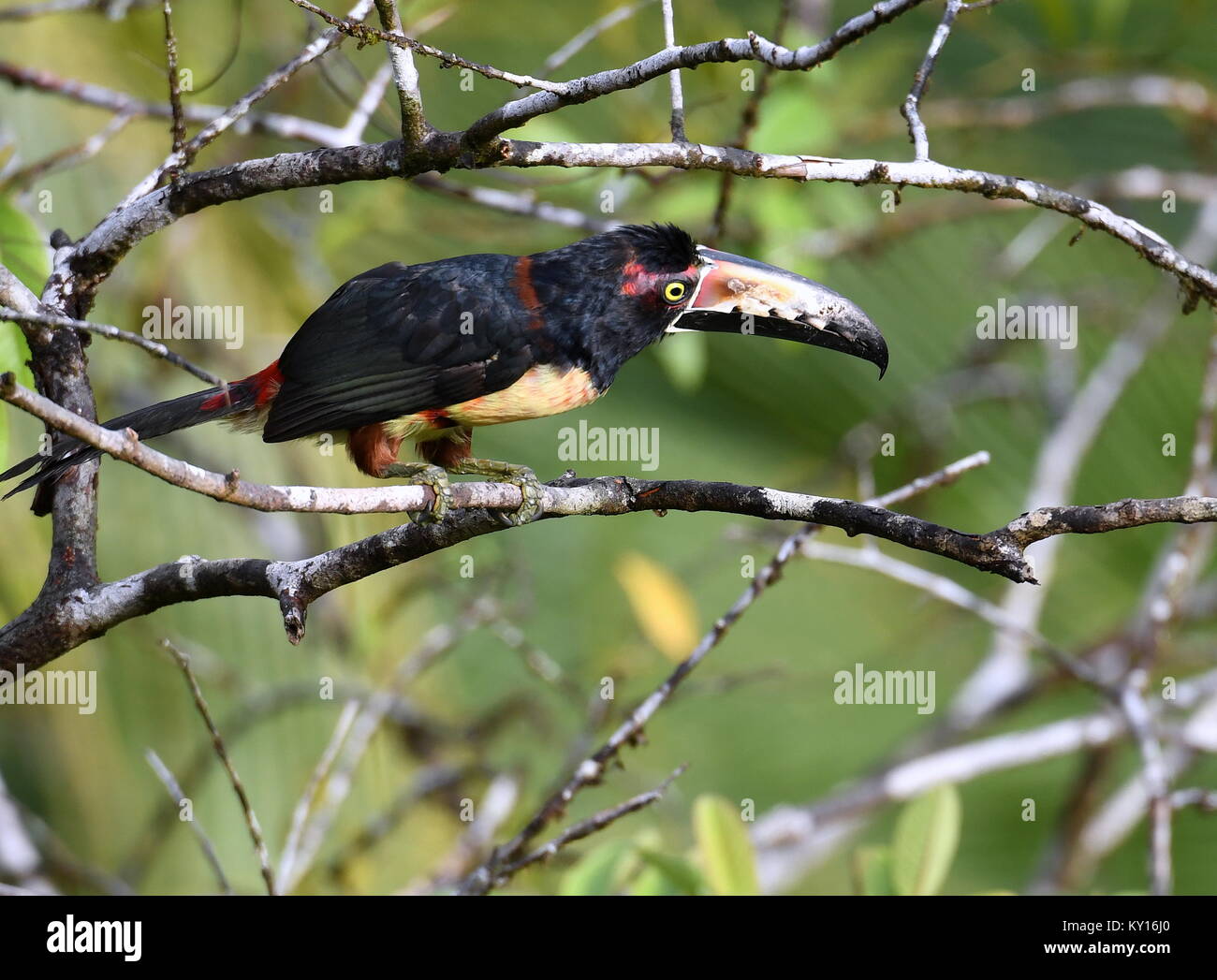 Aracari a collare (Pteroglossus torquatus) negli alberi Foto Stock