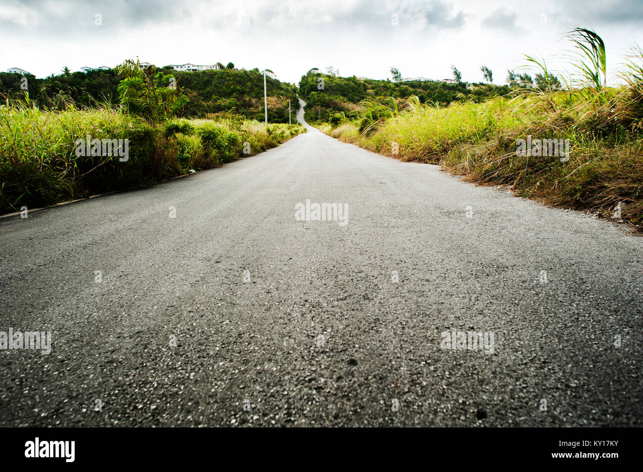 Una strada si aggira attraverso il centro del telaio tra i campi di canna da zucchero di Barbados. Foto Stock