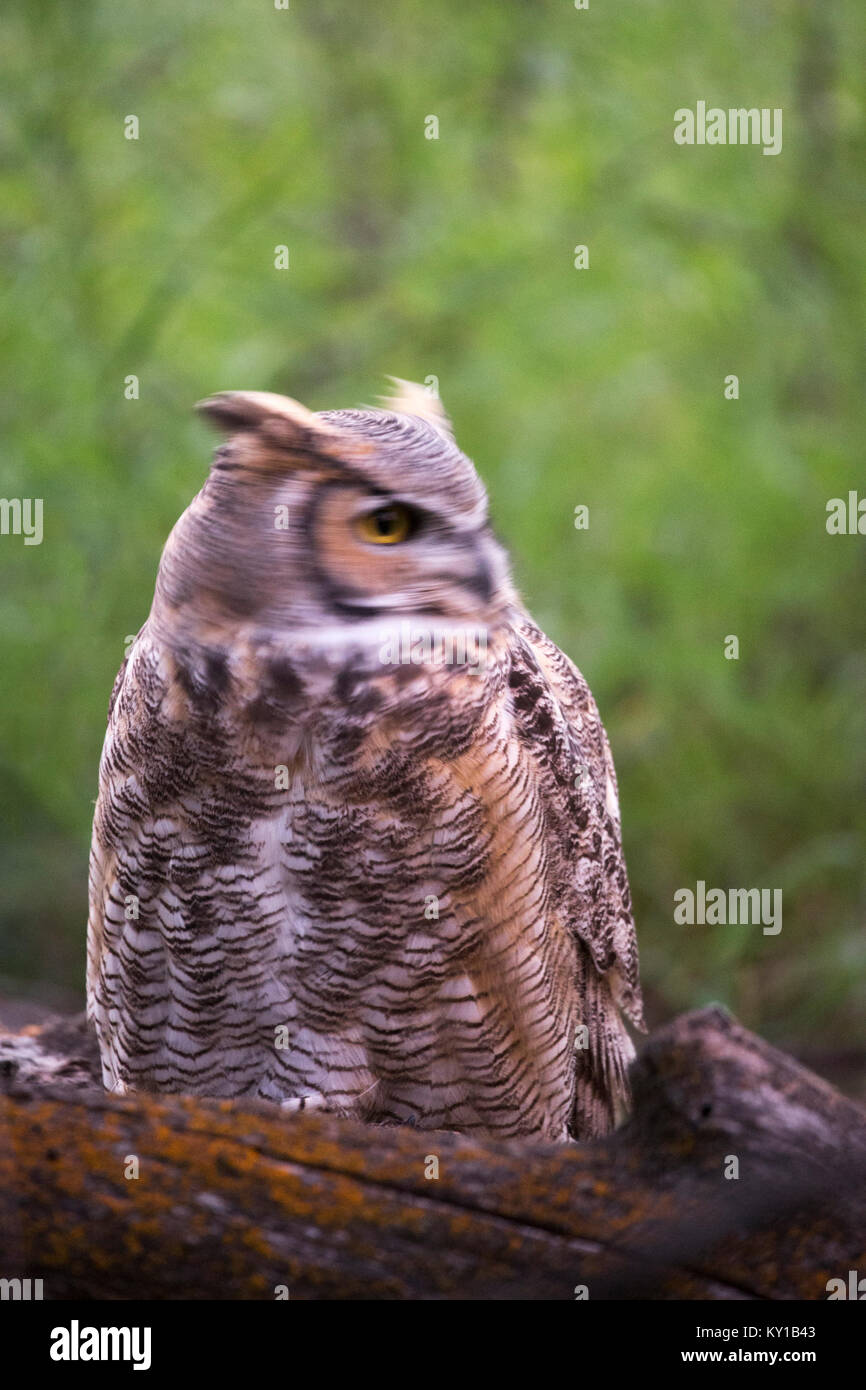 Grande Orned Owl (Bubo virginianus) testa girevole in foresta Foto Stock