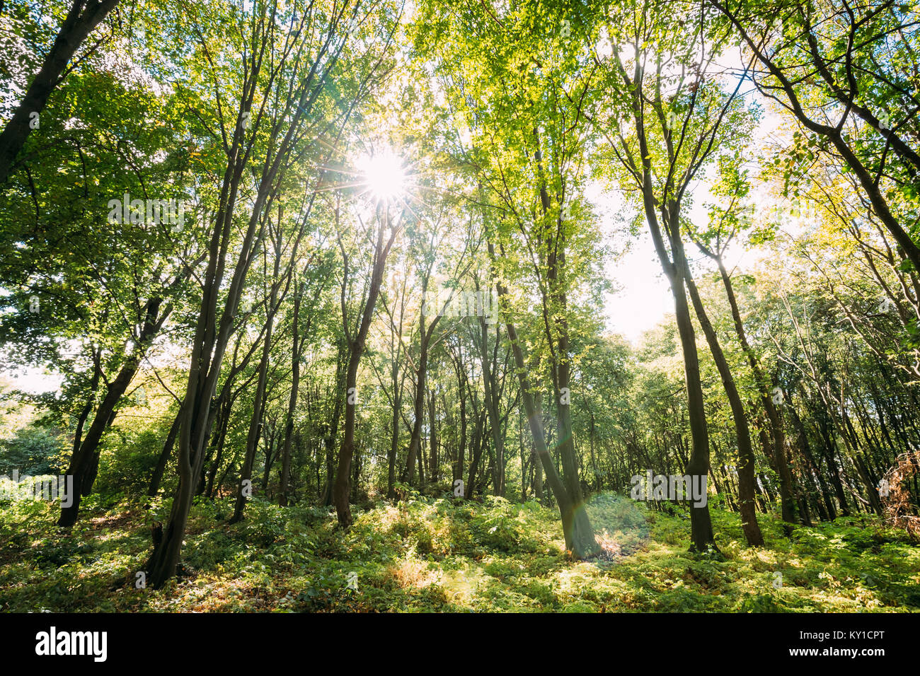 Sole che splende attraverso il baldacchino di alberi di alto fusto. La luce del sole nel bosco di latifoglie, Estate Natura. Foto Stock
