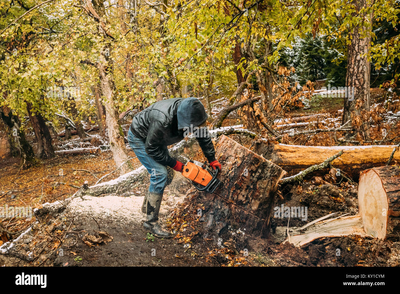 Sezionatura uomo albero nella foresta con una motosega. Abbattimento di  alberi di boschi Foto stock - Alamy