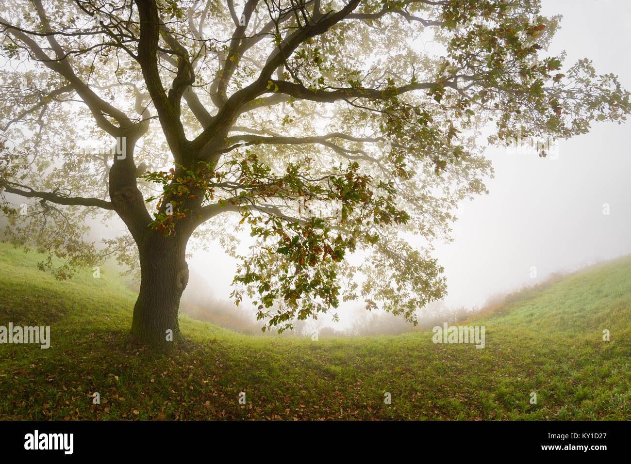 Un knobby quercia inghirlandato nella nebbia, la luce del mattino in autunno, Erpeler Ley, nebbia si alzò dalla Valle del Reno, Germania, Europa Foto Stock