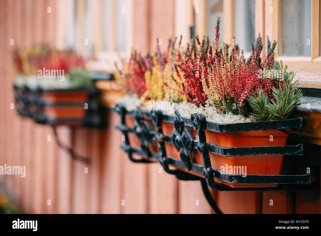 Boccola di coloratissimi Calluna piante in vasi appesi sotto la finestra nel giardino. Foto Stock