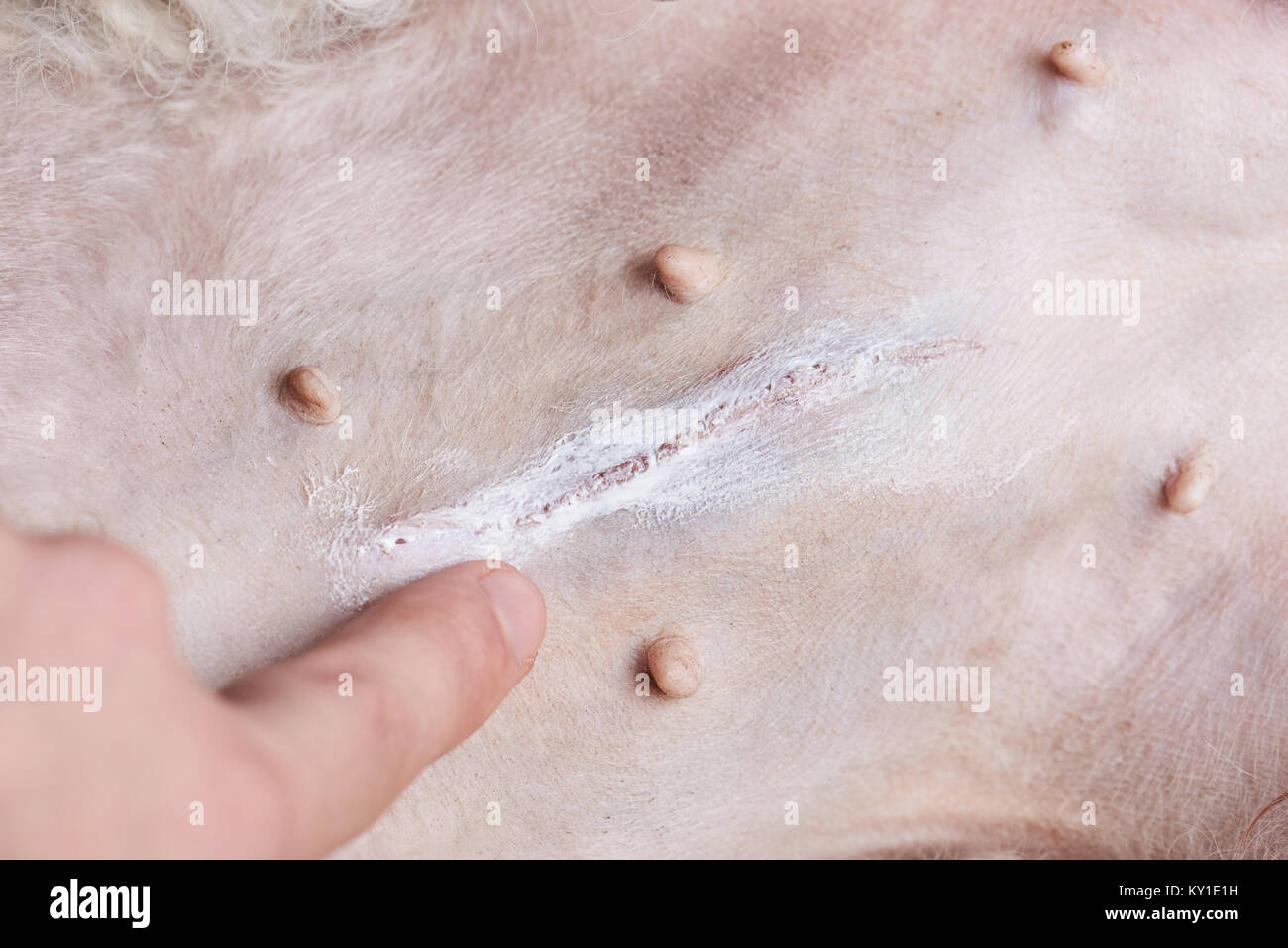 Cane ventre con cicatrice dalla chirurgia close-up Foto Stock