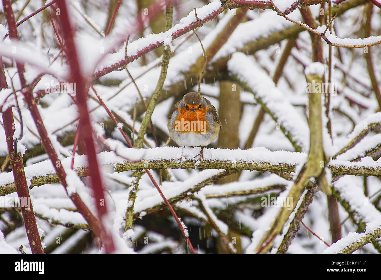 Robin europea,Erithacus rubecula,seduto su coperte di neve ramo di albero in inverno vicino a Westport lago,Stoke on Trent, Staffordshire,UK.Natura Uk. Foto Stock