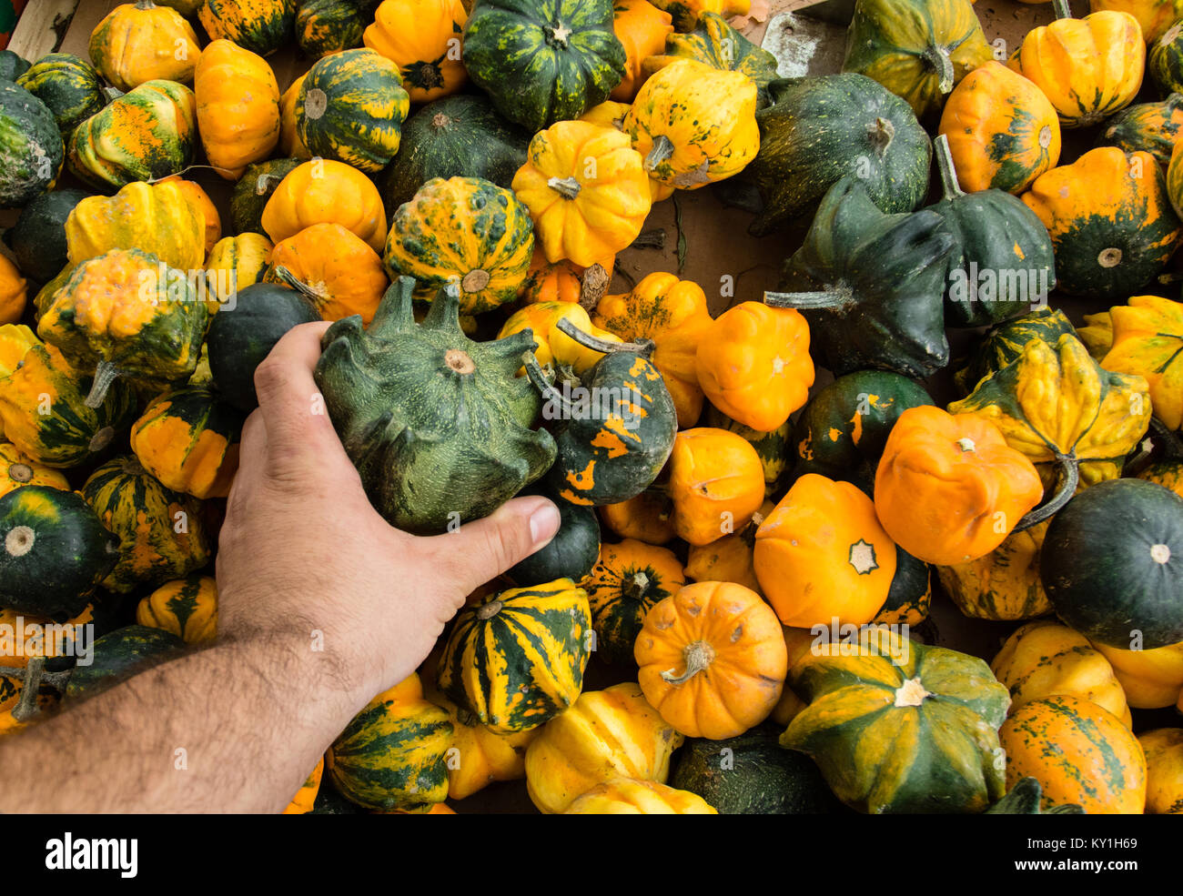 Due di zucca gialla in Le Mans mani - scegliere di Halloween. Uomo in bianco t shirt su sfocata sullo sfondo della natura Foto Stock