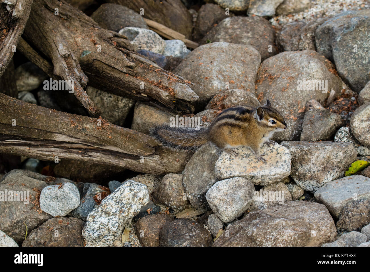 Scoiattolo striado orientale - Tamias striatus, seduto su di una roccia. Foto Stock