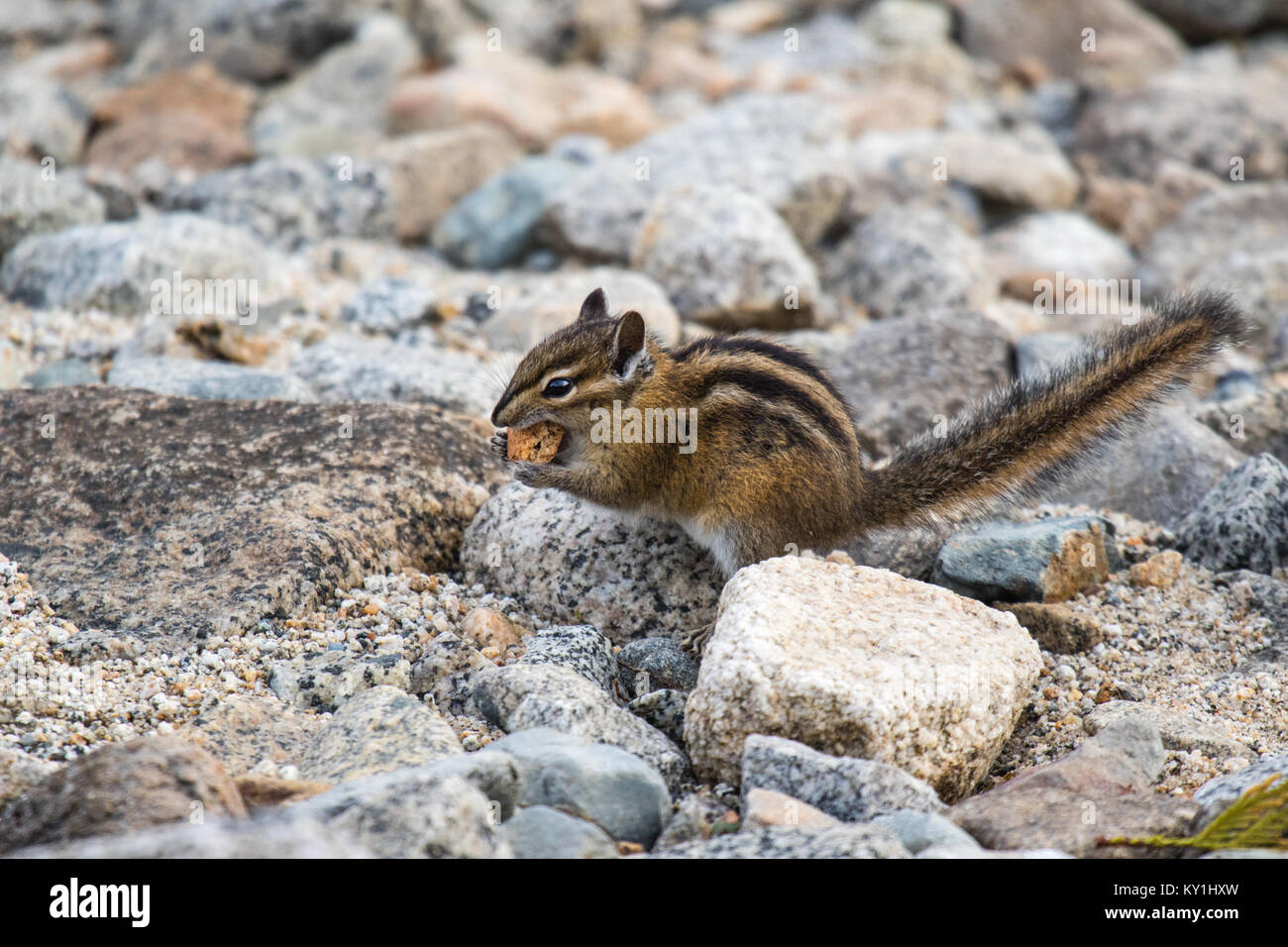 Carino e pelliccia chipmank nelle rocce munching cibo (Tamias striatus Foto Stock