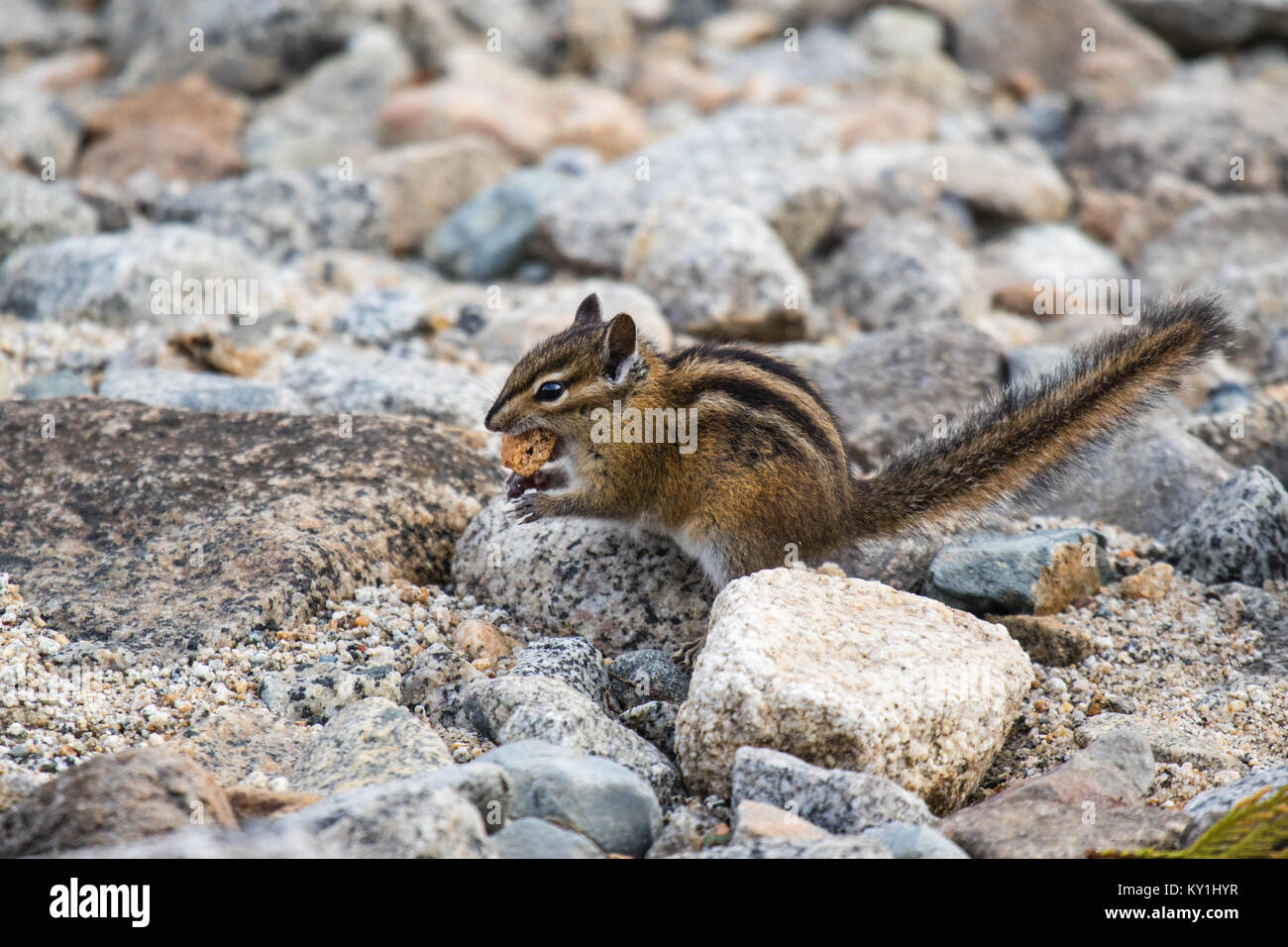 Carino e pelliccia chipmank nelle rocce munching cibo (Tamias striatus Foto Stock