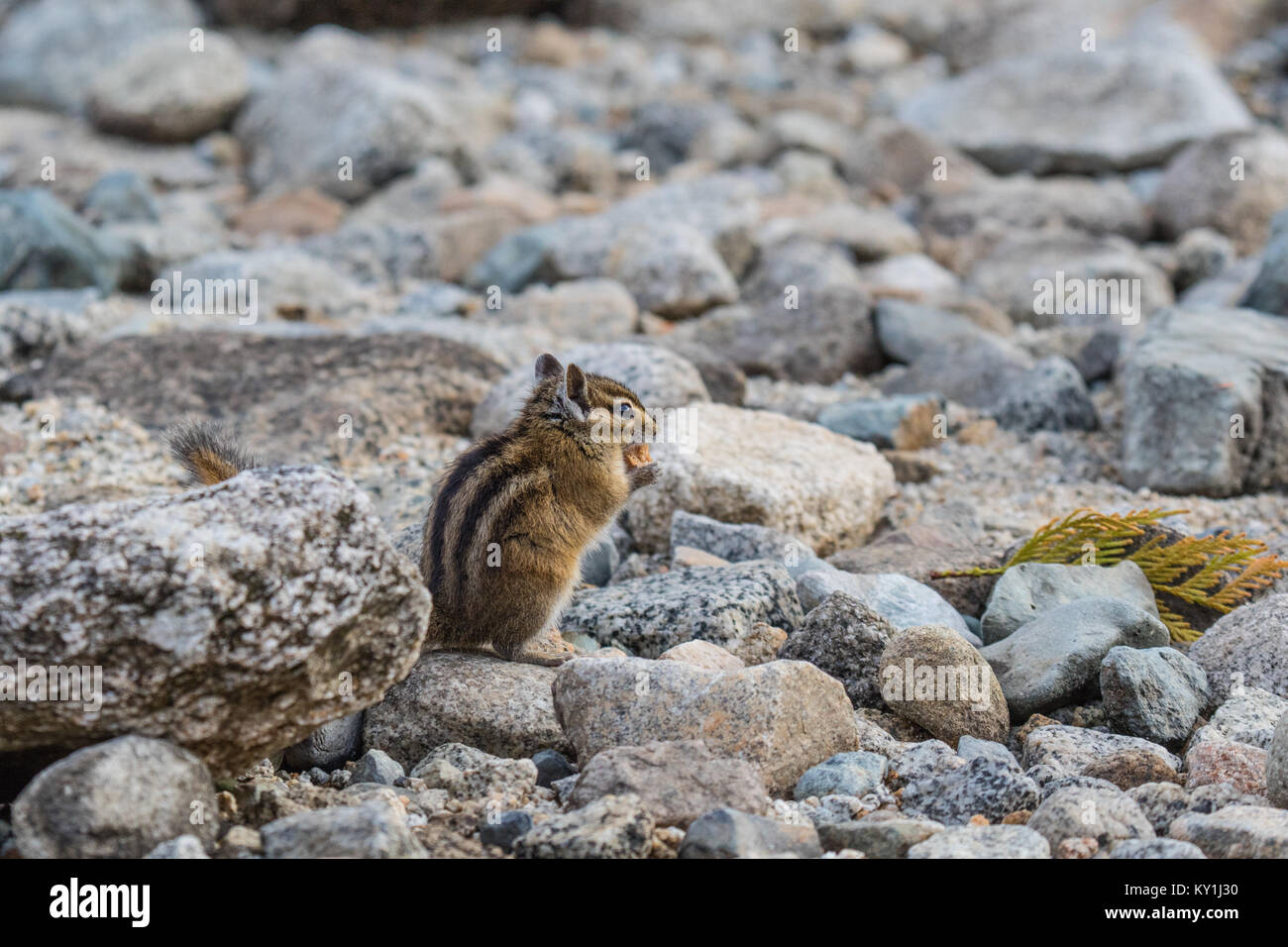 Scoiattolo striado orientale - Tamias striatus, seduto su di una roccia. Foto Stock