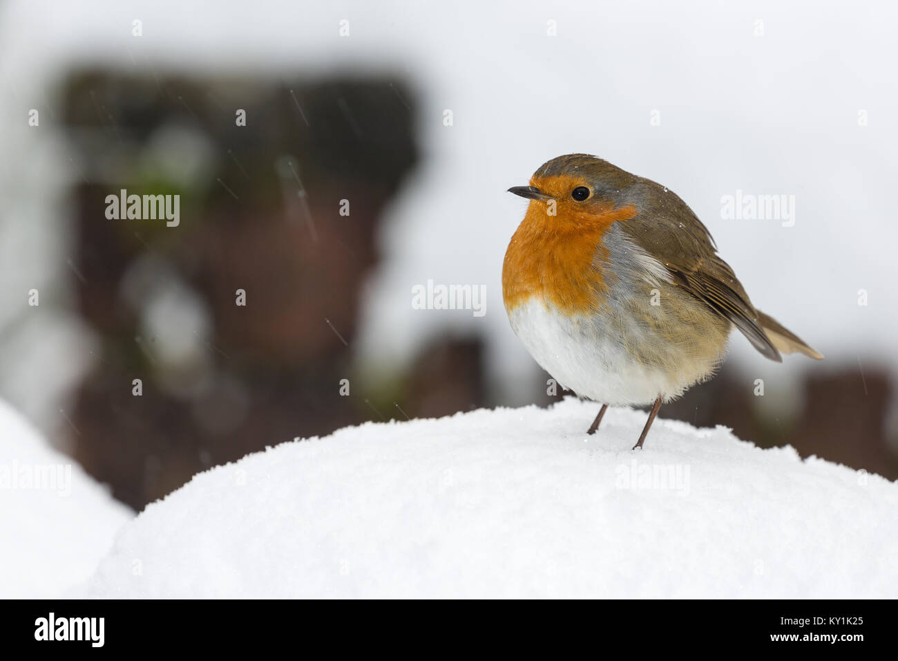 Robin, Erithacus rebecula, nella neve, Monmouthshire, Dicembre. Famiglia Muscicapidae Foto Stock