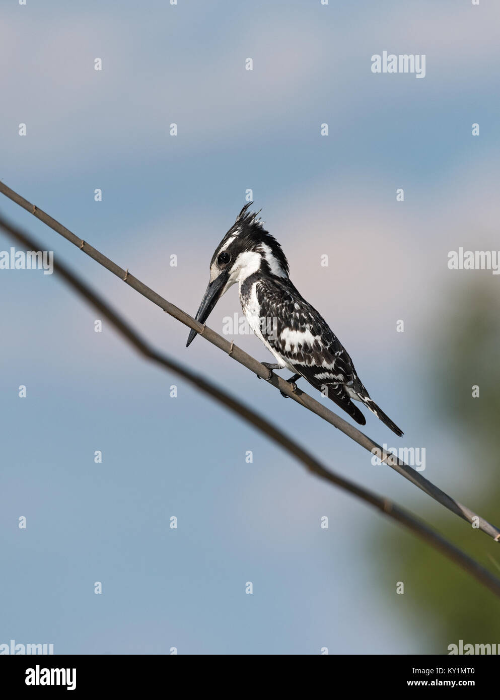 Pied Kingfisher (Ceryle rudis) seduto su un ramo di Chobe National Park, Botswana Foto Stock