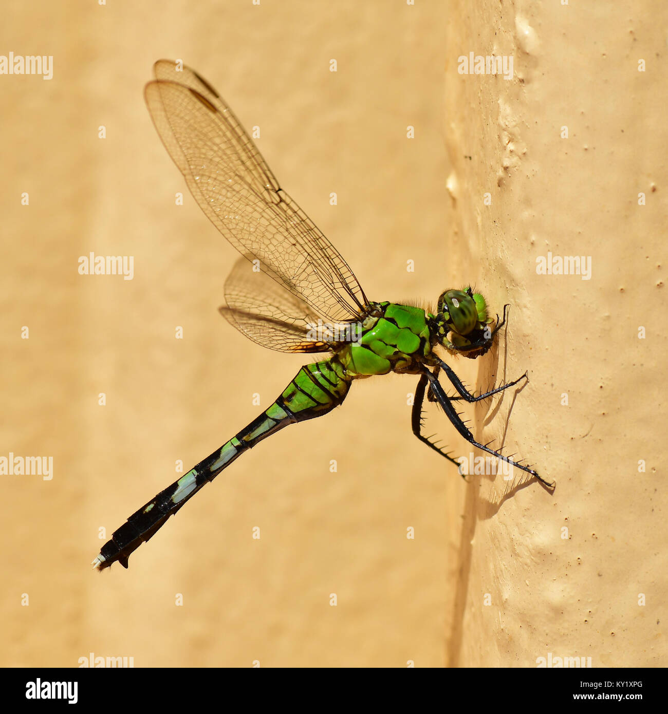 Green Dragon Fly dal mare. Foto Stock