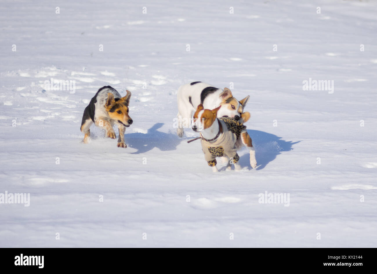 Cani di razza mista attaccando basenji cane durante la riproduzione su una neve fresca Foto Stock