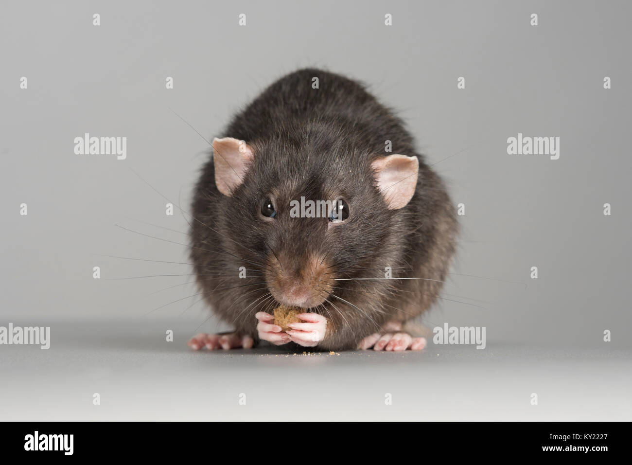 PET Rat, Regno Unito. Foto Stock