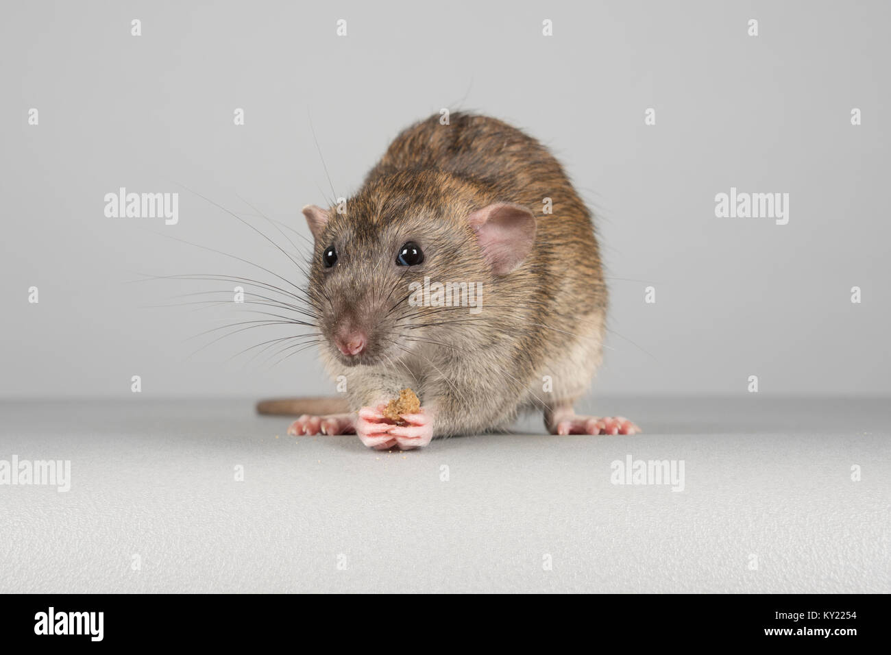 PET Rat, Regno Unito. Foto Stock