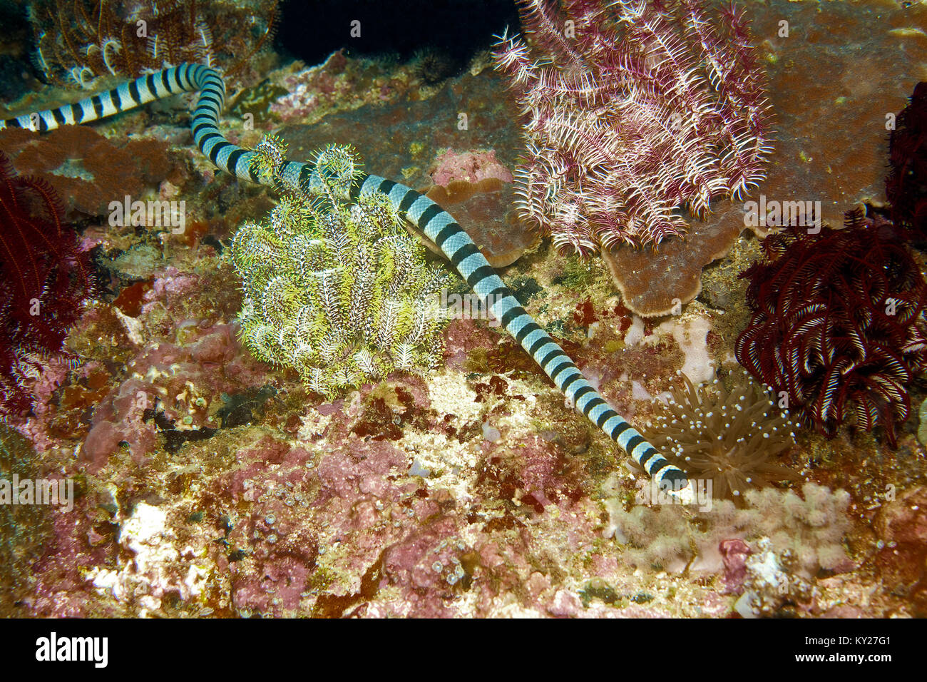 Nastrare Krait mare o, giallo-mare a labbro Krait (Laticauda colubrina), mare venoumous snake, Sabang beach, Mindoro, Filippine, oceano pacifico, in Asia Foto Stock