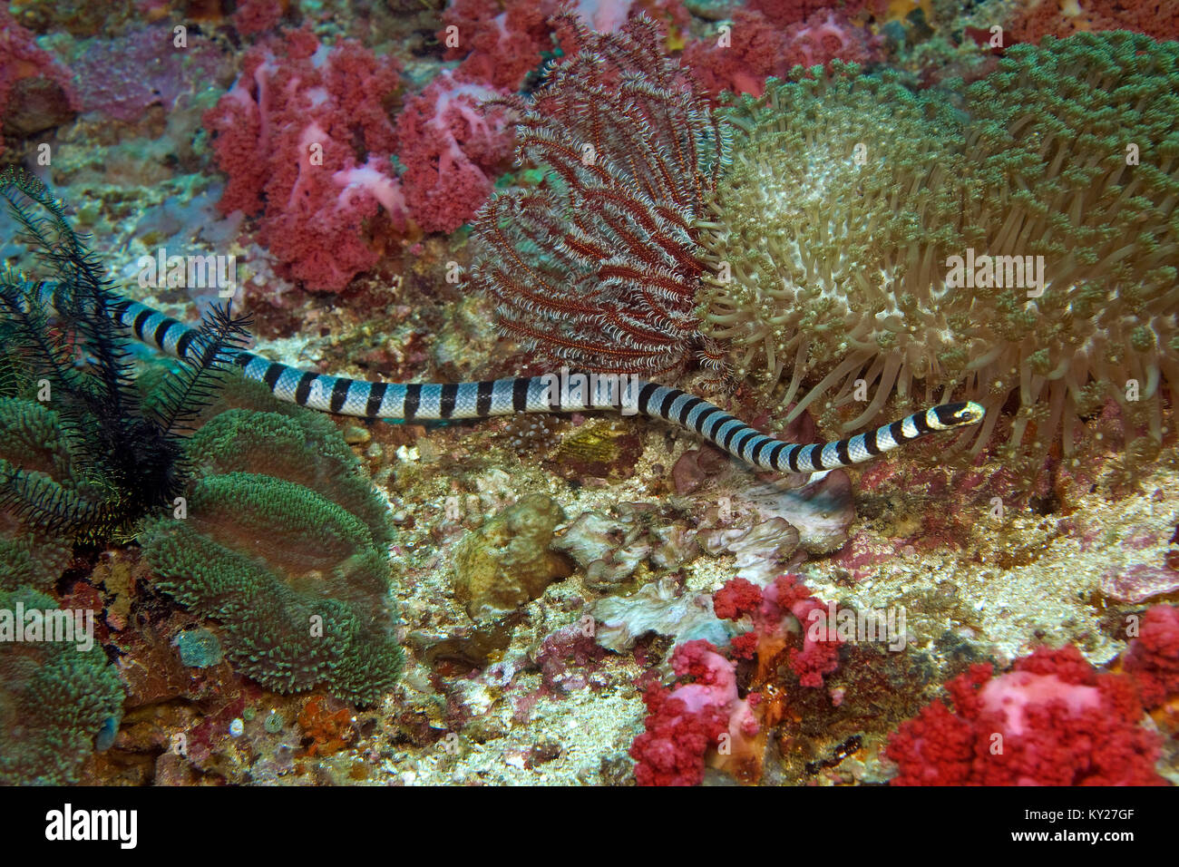 Nastrare Krait mare o, giallo-mare a labbro Krait (Laticauda colubrina), mare venoumous snake, Sabang beach, Mindoro, Filippine, oceano pacifico, in Asia Foto Stock