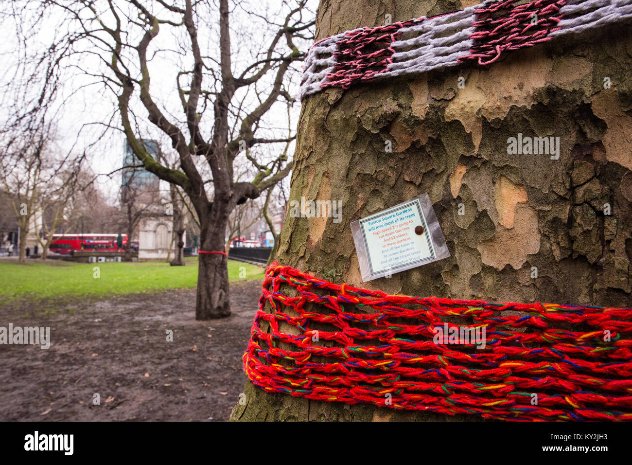 Londra, Regno Unito. 12 gennaio 2018. L'aereo maturo di Londra, la quercia rossa, il lime comune, il whitebeam comune e gli alberi di servizio selvatico sono attesi essere abbattuto nei giardini di piazza di Euston per fare il posto ai luoghi temporanei per i veicoli di costruzione e ad un rango di taxi spostato come parte dei preparativi per la linea ferroviaria di HS2. Foto Stock