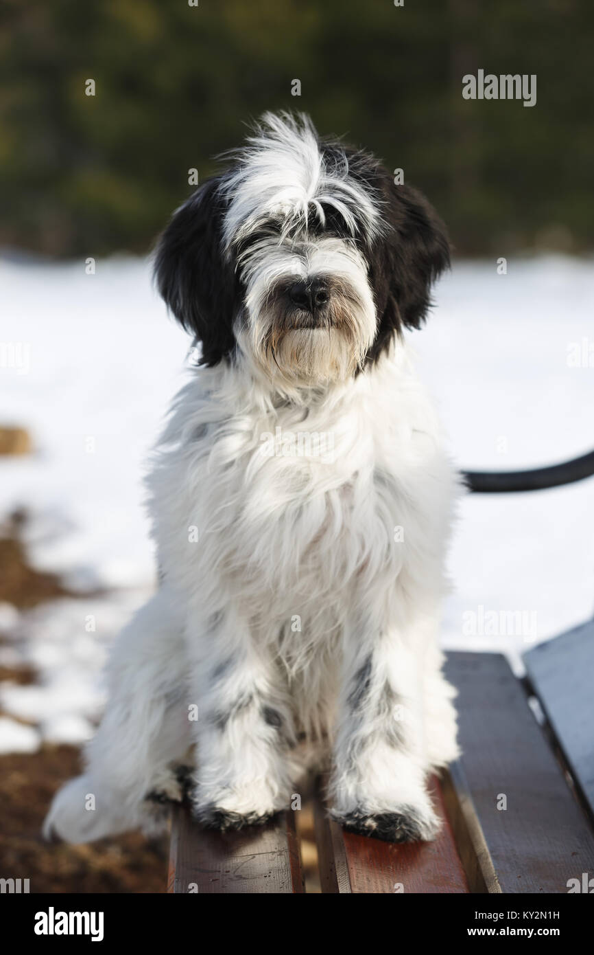 Tibetan Terrier cucciolo seduto su una panchina nel parco in inverno, la messa a fuoco selettiva Foto Stock