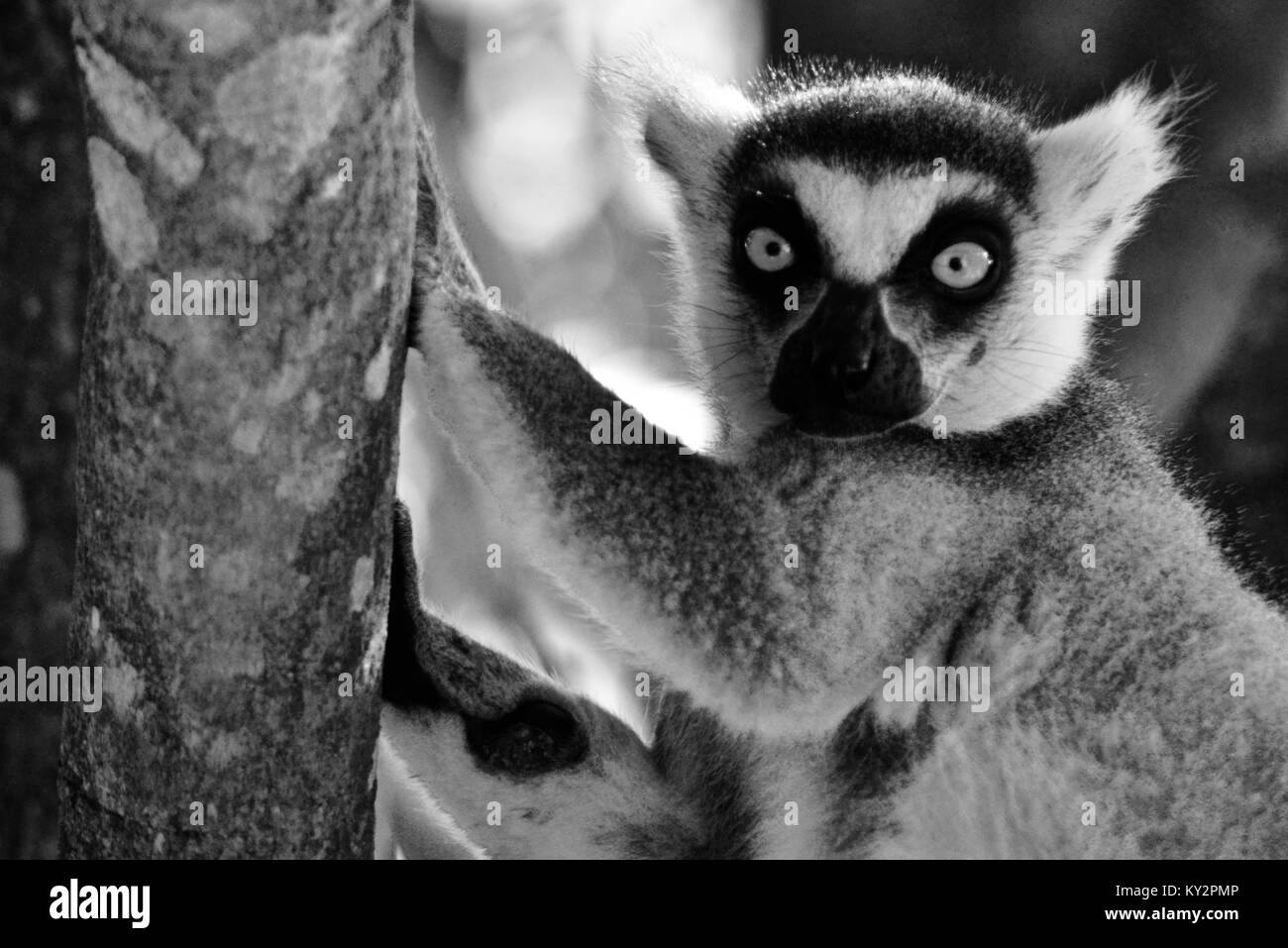 Anello-tailed Lemur, lemuri catta, in un albero dello Zoo Australia, Beerwah, Queensland, Australia Foto Stock