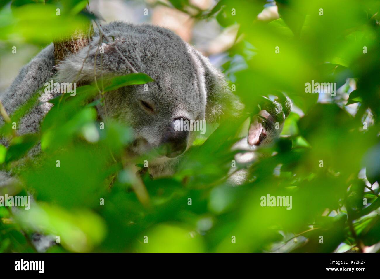 Il Koala, Phascolarctos cinereus, incorniciato da foglie di eucalipti, lo Zoo Australia, Beerwah, Queensland, Australia Foto Stock