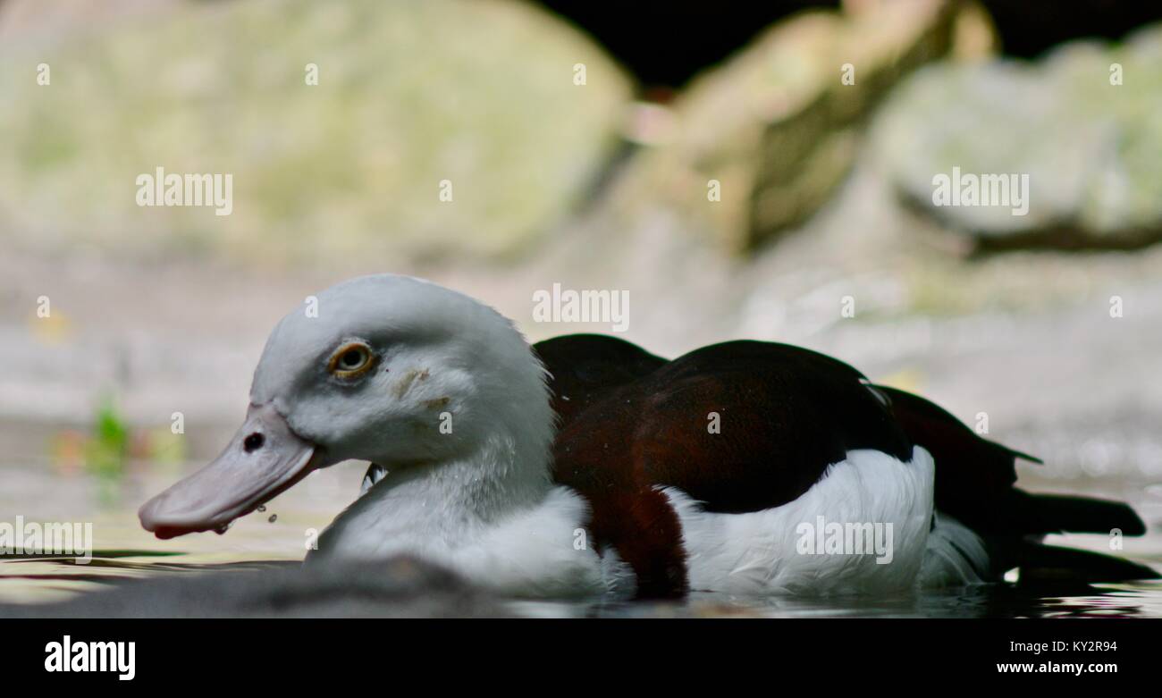 Shelduck Radjah, Radjah radjah raja shelduck, nero-backed shelduck, Burdekin duck, lo Zoo Australia, Beerwah, Queensland, Austral Foto Stock