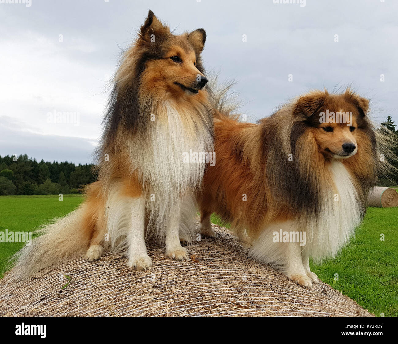 Sheltie; Shetland Sheepdog, mini collie Foto Stock