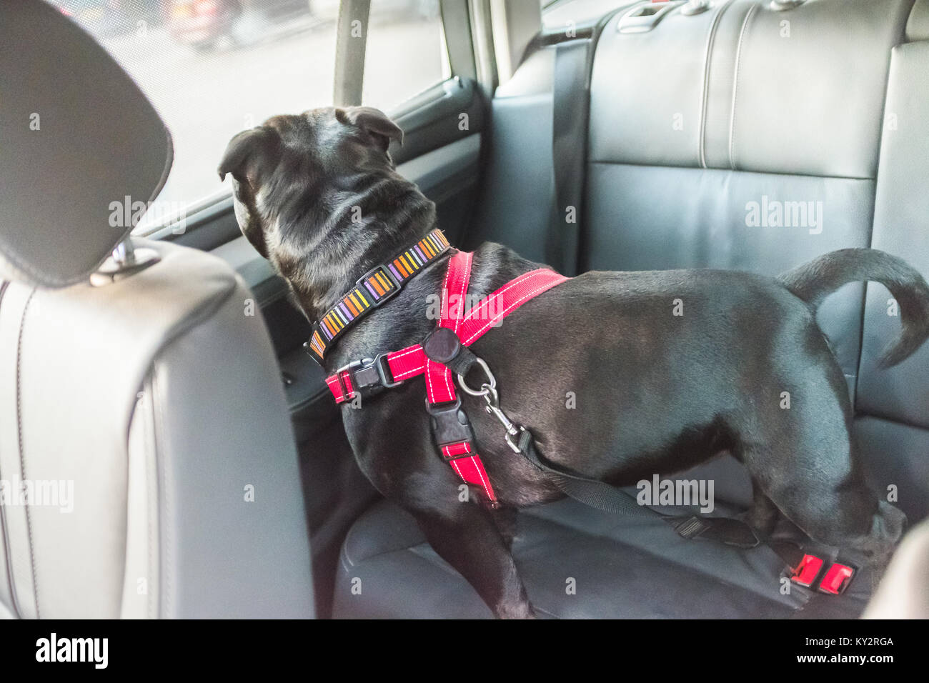Nero staffordshire bull terrier cane sul sedile posteriore della vettura con sedili in pelle, attaccato in modo sicuro con un cavo rosso e una fascetta di fissaggio agganciato nella sede essere Foto Stock