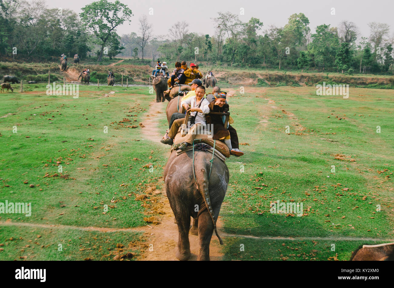 Elefanti asiatici al parco nazionale di Chitwan nel Nepal meridionale. Foto Stock