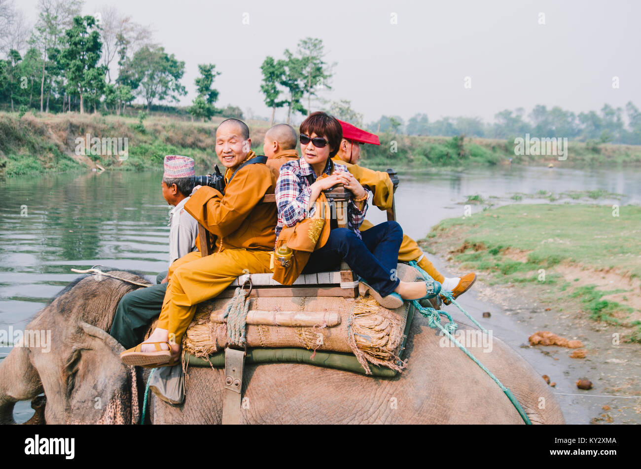 Elefanti asiatici al parco nazionale di Chitwan nel Nepal meridionale. Foto Stock