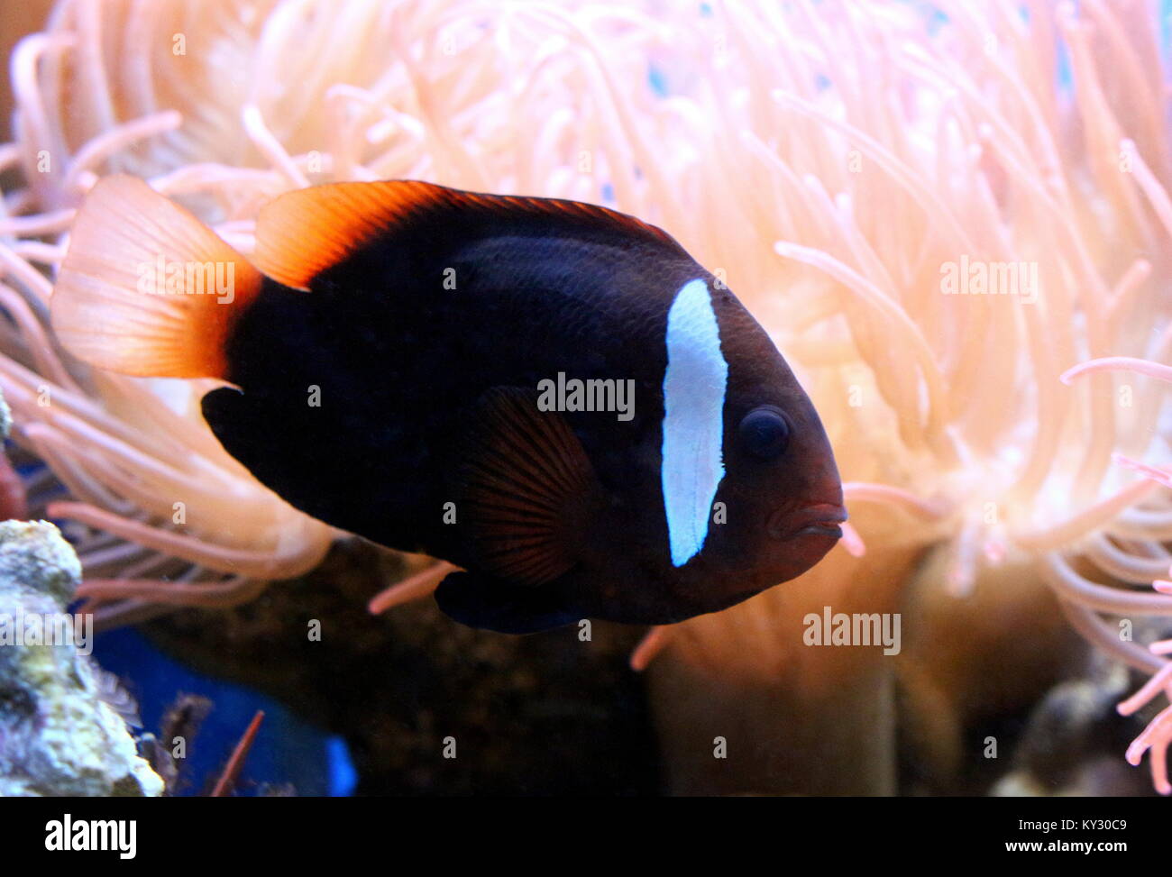 Pacific cannella o incendio clownfish (Amphiprion melanopus), a.k.a rosso e nero anemonefish. Foto Stock