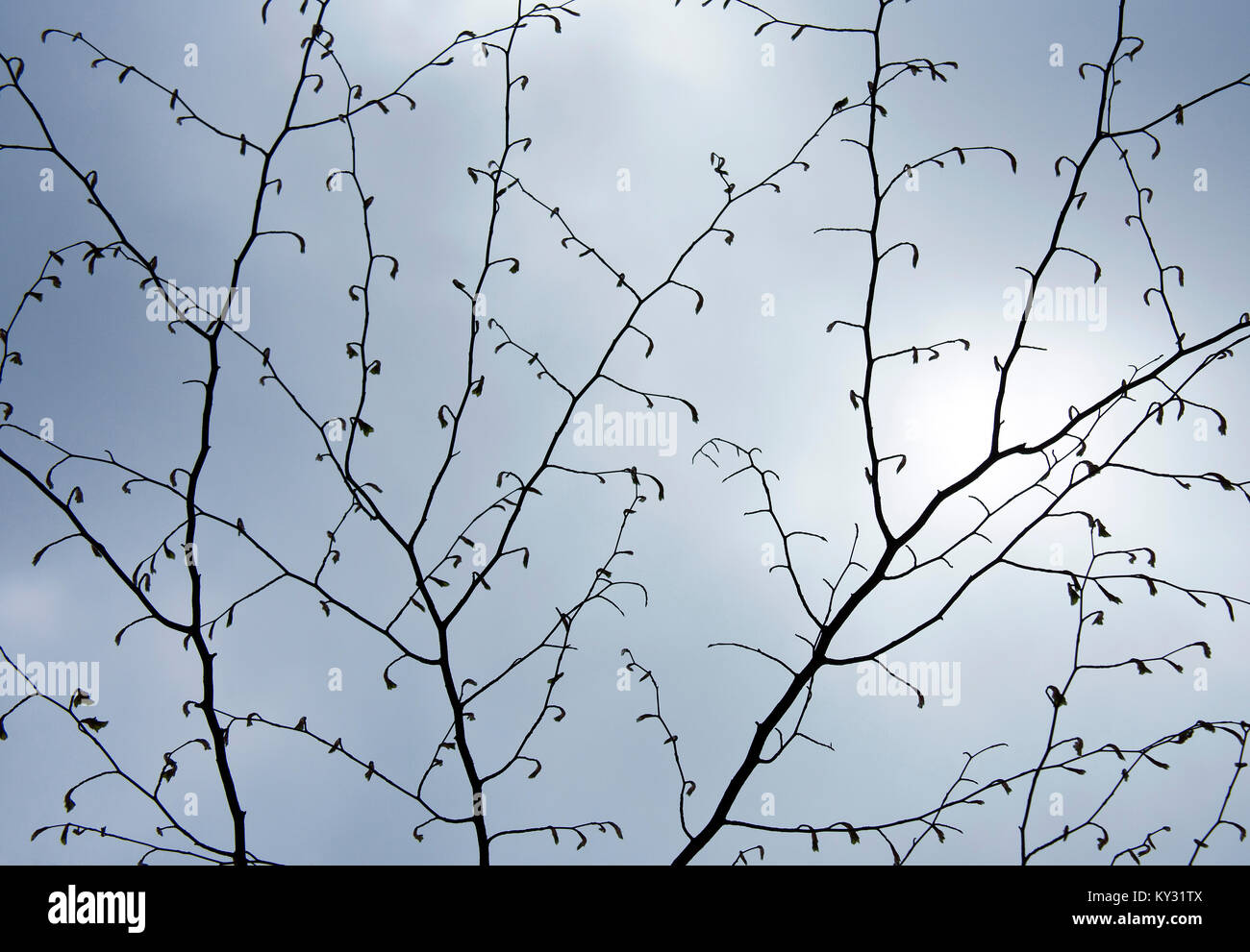 Faggio in primavera la visualizzazione di gemme, lo stelo e la filiale in un display grafico contro un pallido cielo blu, che mostra la bellezza della natura con una sorprendente patterns, Foto Stock