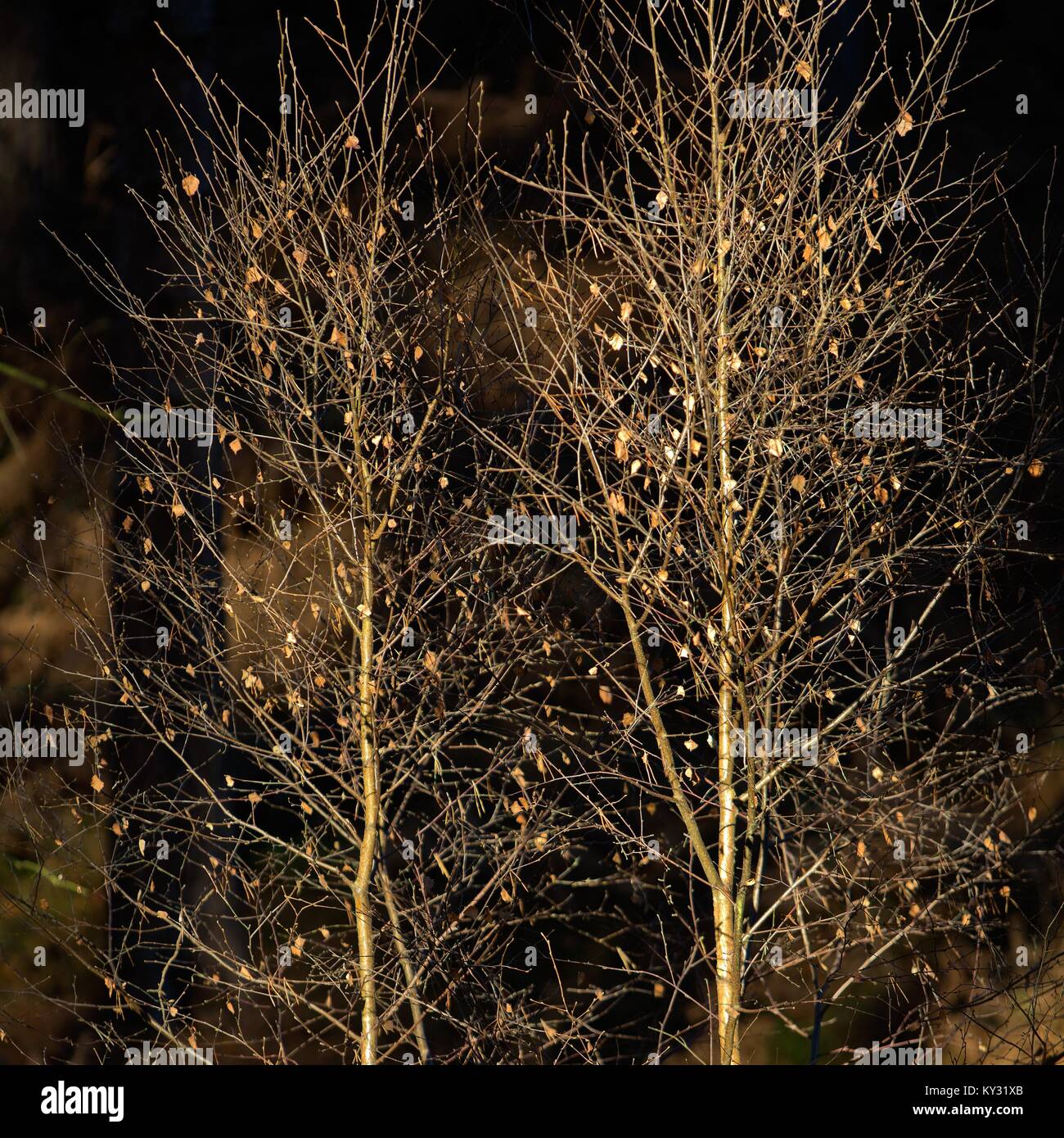 Silver Birch alberelli su Cannock Chase Area di eccezionale bellezza naturale in inverno Foto Stock