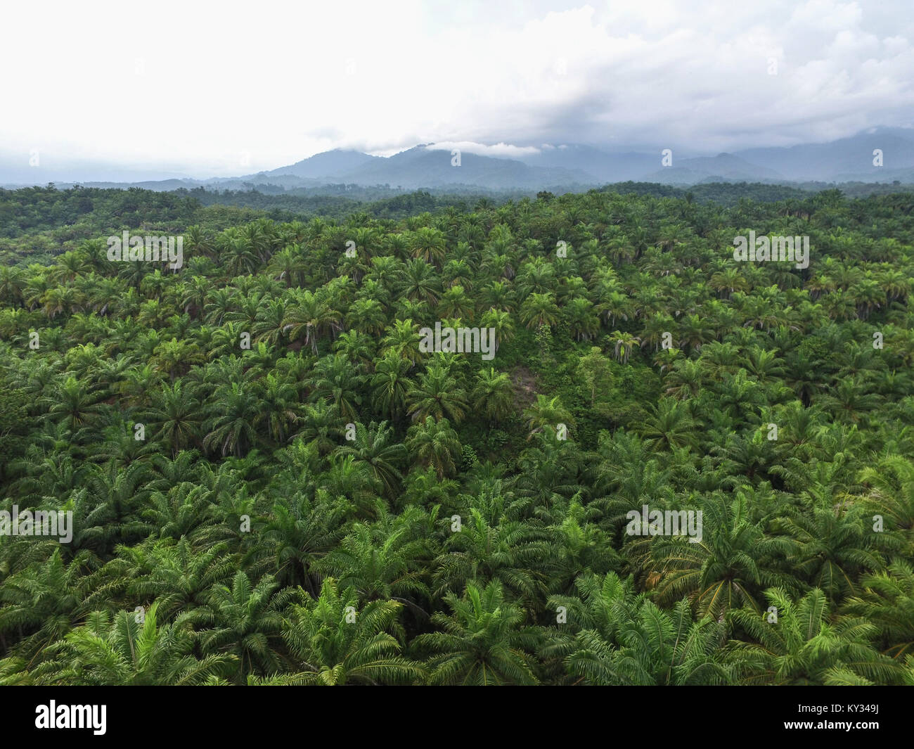 Olio di palma piantagione della reggenza di Luwu Utara, Sulawesi meridionale, Indonesia. Foto Stock