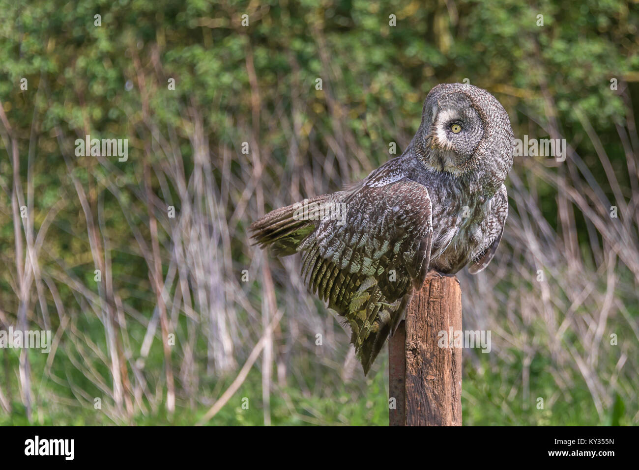 Il grande gufo grigio o grande gufo grigio, Strix nebulosa, documentato come il più grande del mondo di specie di gufo per lunghezza è mostrato qui appollaiato su un post Foto Stock